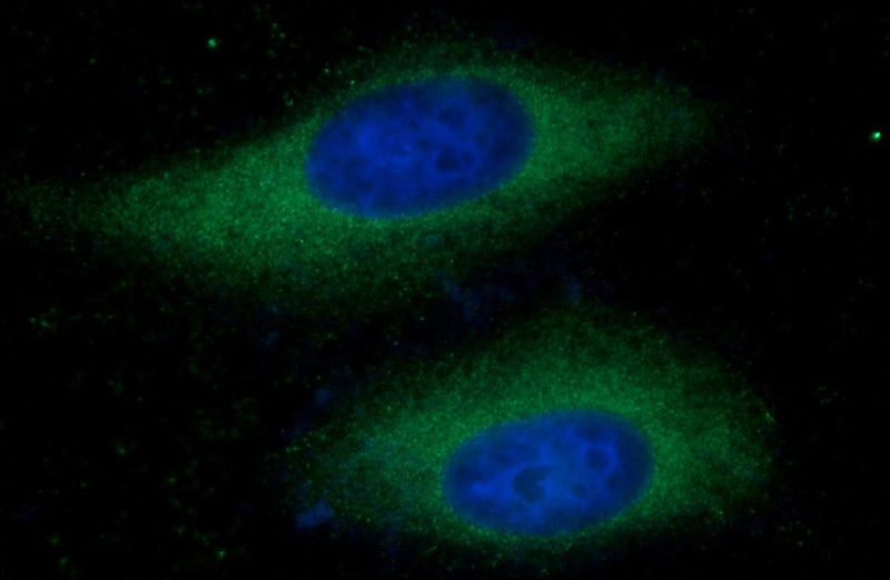 Immunofluorescent analysis of HeLa cells using Catalog No:109489(FAM36A Antibody) at dilution of 1:50 and Alexa Fluor 488-congugated AffiniPure Goat Anti-Rabbit IgG(H+L)