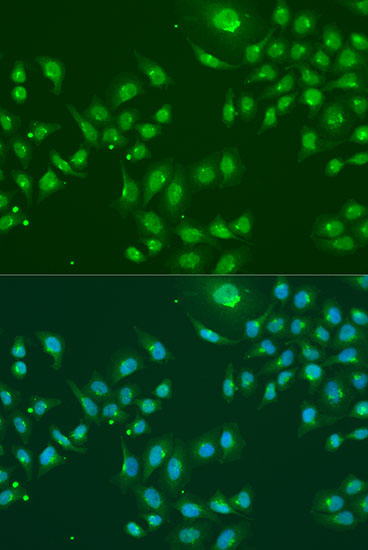 Immunofluorescence - IFIT3 Polyclonal Antibody 