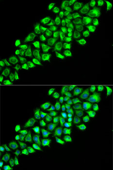 Immunofluorescence - PON2 Polyclonal Antibody 