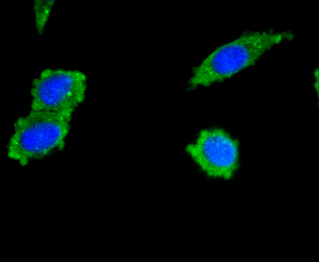 Immunofluorescence - PIK3R3 Monoclonal Antibody 