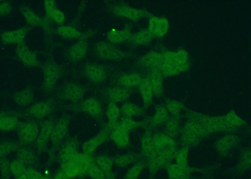 Immunofluorescent analysis of (10% Formaldehyde) fixed HEK-293 cells using Catalog No:114265(PTER Antibody) at dilution of 1:50 and Alexa Fluor 488-congugated AffiniPure Goat Anti-Rabbit IgG(H+L)