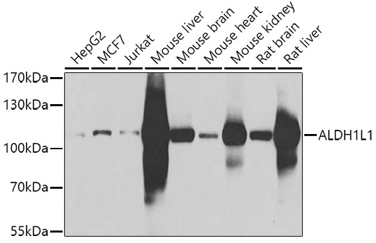 Western blot - ALDH1L1 Polyclonal Antibody 