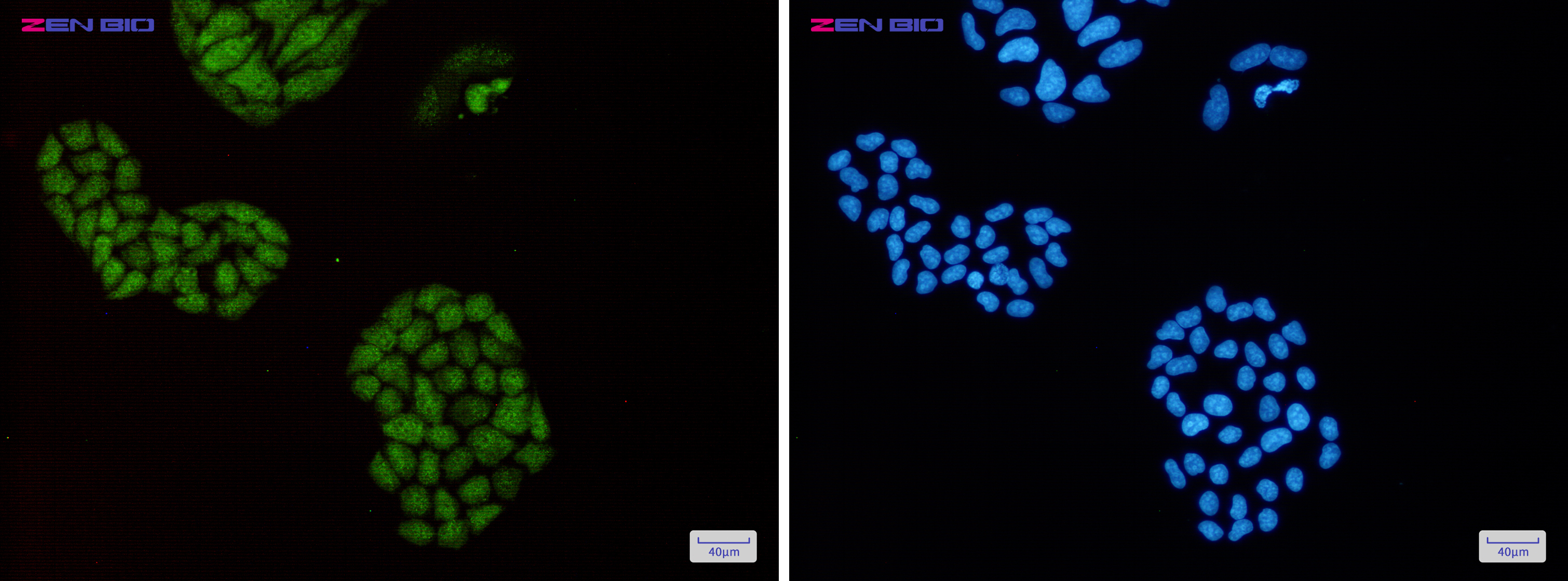 Immunocytochemistry of ENO1(green) in Hela cells using ENO1 Rabbit pAb at dilution 1/50, and DAPI(blue)