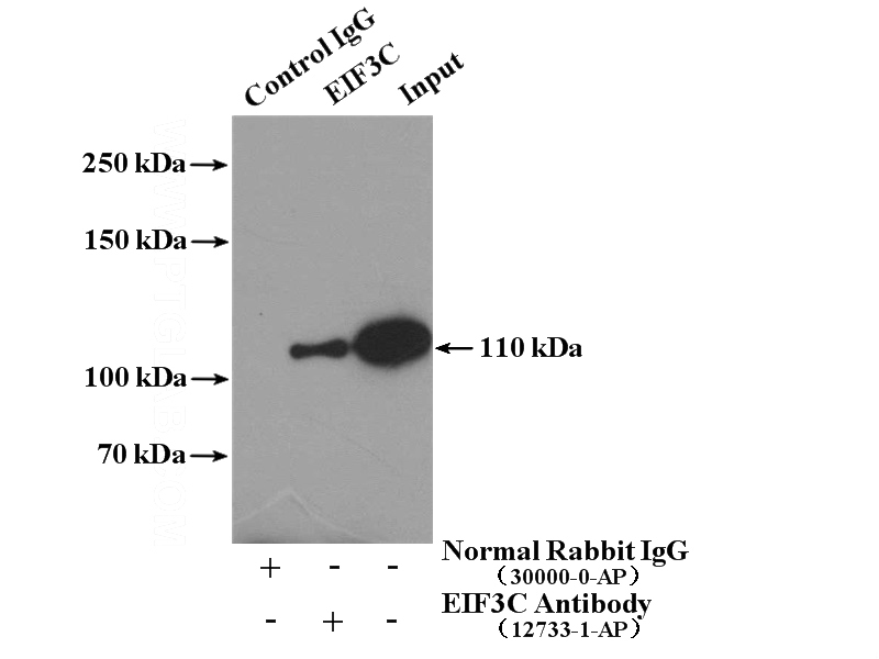 IP Result of anti-EIF3C (IP:Catalog No:110191, 4ug; Detection:Catalog No:110191 1:500) with K-562 cells lysate 3200ug.