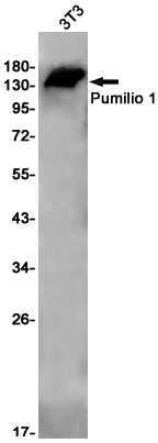 Western blot detection of Pumilio 1 in 3T3 cell lysates using Pumilio 1 Rabbit pAb(1:1000 diluted).Predicted band size:127kDa.Observed band size:140kDa.