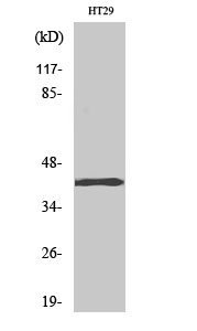 Fig1:; Western Blot analysis of various cells using TBX10 Polyclonal Antibody cells nucleus extracted by Minute TM Cytoplasmic and Nuclear Fractionation kit (SC-003,Inventbiotech,MN,USA).