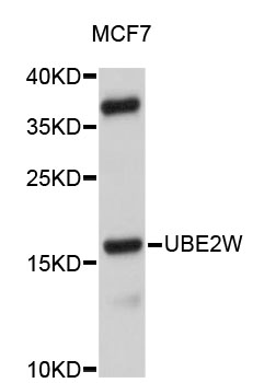 Western blot - UBE2W Polyclonal Antibody 