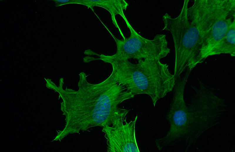 Immunofluorescent analysis of (-20oc Ethanol) fixed C2C12 cell using Catalog No:107705(ACTA2 Antibody) at dilution of 1:50 and Alexa Fluor 488-congugated AffiniPure Goat Anti-Rabbit IgG(H+L)