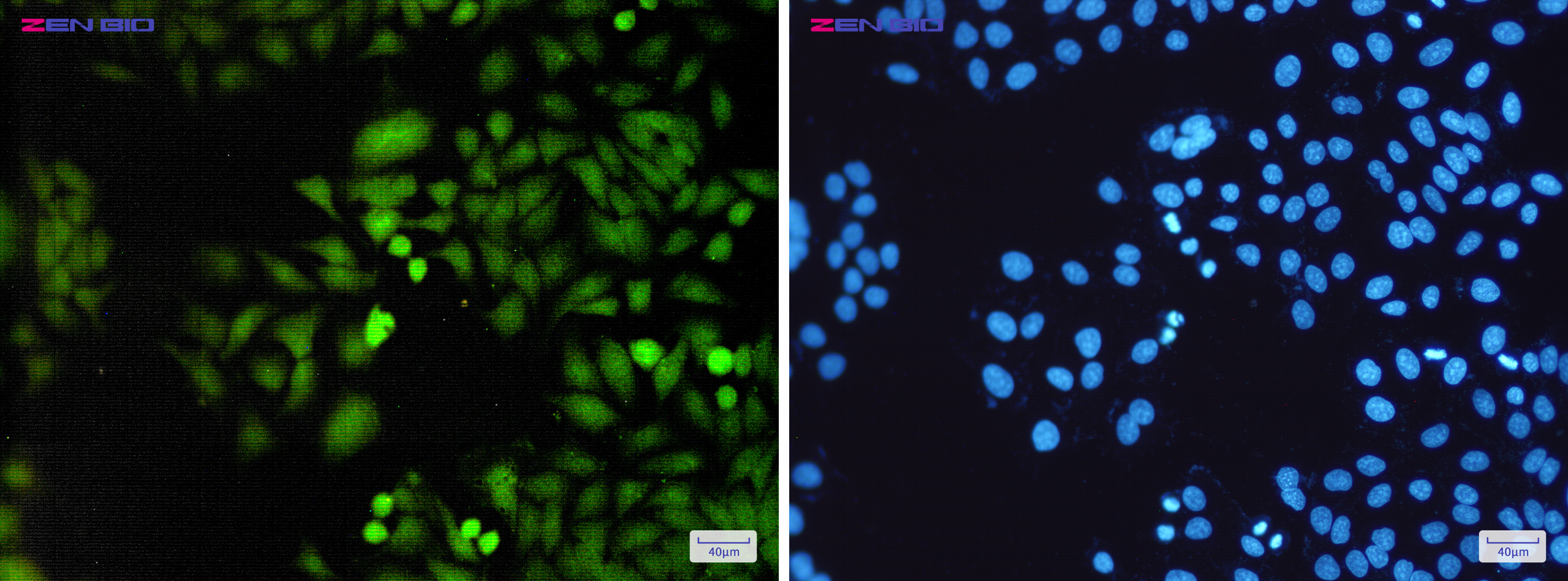 Immunocytochemistry of DUSP3(green) in Hela cells using DUSP3 Rabbit pAb at dilution 1/50, and DAPI(blue)