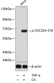 Western blot - Phospho-CDC25A-S76 pAb 
