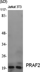 Fig1:; Western Blot analysis of various cells using PRAF2 Polyclonal Antibody diluted at 1: 2000