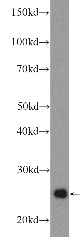 MCF-7 cells were subjected to SDS PAGE followed by western blot with Catalog No:116637(UQCRFS1 Antibody) at dilution of 1:2000