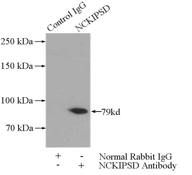 IP Result of anti-NCKIPSD (IP:Catalog No:113039, 4ug; Detection:Catalog No:113039 1:300) with mouse brain tissue lysate 4000ug.