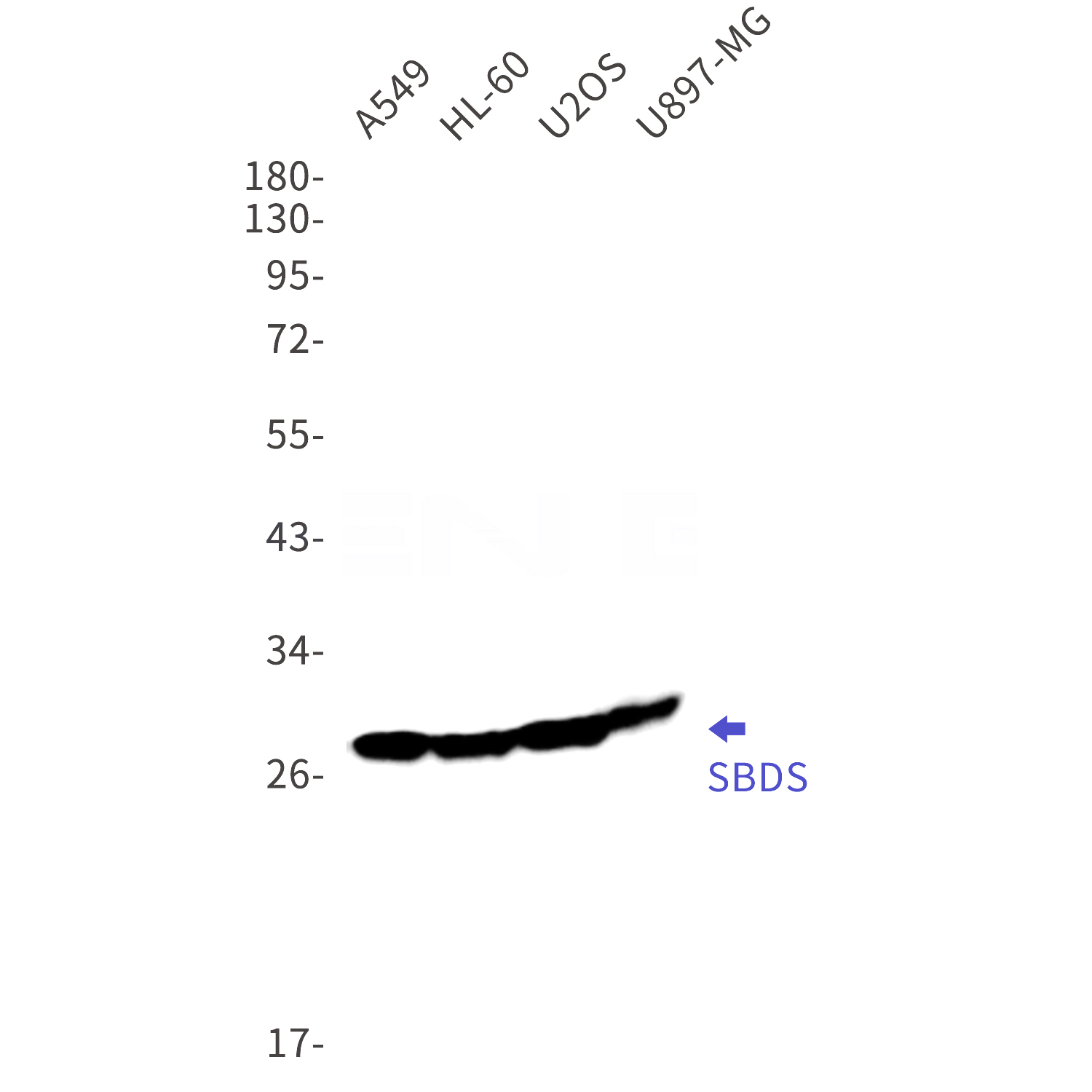 Western blot detection of SBDS in A549,HL-60,U2OS,U87-MG cell lysates using SBDS Rabbit mAb(1:1000 diluted).Predicted band size:29kDa.Observed band size:29kDa.