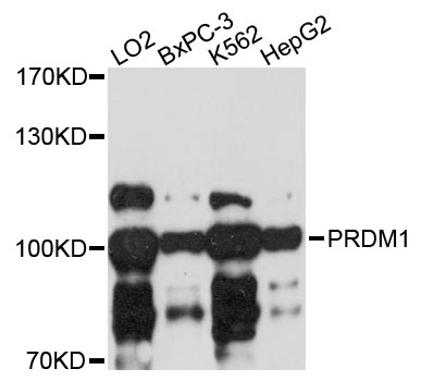 Western blot - PRDM1 Polyclonal Antibody 