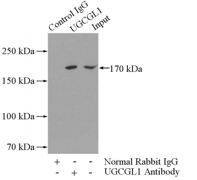 IP Result of anti-UGCGL1 (IP:Catalog No:116554, 5ug; Detection:Catalog No:116554 1:500) with mouse brain tissue lysate 4000ug.