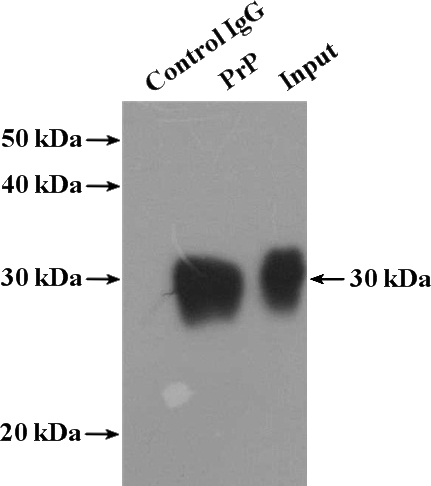 IP Result of anti-PrP (IP:Catalog No:114226, 4ug; Detection:Catalog No:114226 1:1000) with mouse brain tissue lysate 4000ug.