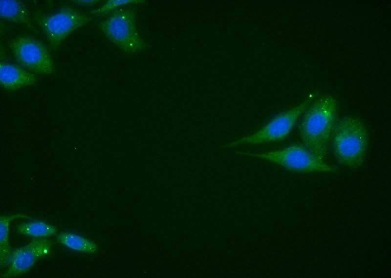 Immunofluorescent analysis of HepG2 cells using Catalog No:117345(Porin Antibody) at dilution of 1:50 and Alexa Fluor 488-congugated AffiniPure Goat Anti-Rabbit IgG(H+L)