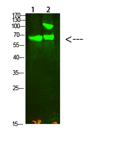 Fig1:; Western Blot analysis of 1,Hela 2,Mouse-kidney cells using primary antibody diluted at 1:2000(4°C overnight). Secondary antibody：Goat Anti-rabbit IgG IRDye 800( diluted at 1:5000, 25°C, 1 hour)