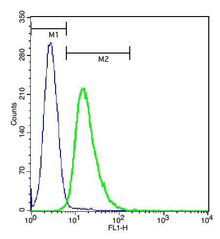 Fig1: Cell: U937.; Concentration: 1:100.; Incubation: 40 minutes, room temperature.; Host/Blank: U937 cells.; Flow cytometric analysis of Rabbit Anti-CLEC5A antibody (green) compared with control in the absence of primary antibody (blue) followed by U937 cells.; secondary antibody: Goat Anti-rabbit IgG/FITC antibody (bs-0295G-FITC)