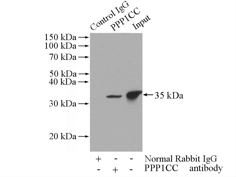 IP Result of anti-PPP1CC (IP:Catalog No:114145, 4ug; Detection:Catalog No:114145 1:500) with mouse brain tissue lysate 3440ug.