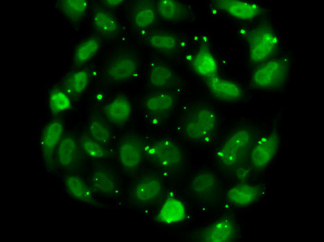 Immunofluorescence - DR1 Polyclonal Antibody 