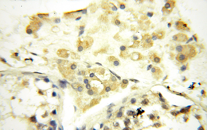 Immunohistochemical of paraffin-embedded human testis using Catalog No:115529(SPAG11A antibody) at dilution of 1:50 (under 40x lens)