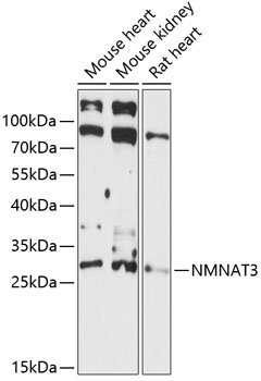 Western blot - NMNAT3 Polyclonal Antibody 