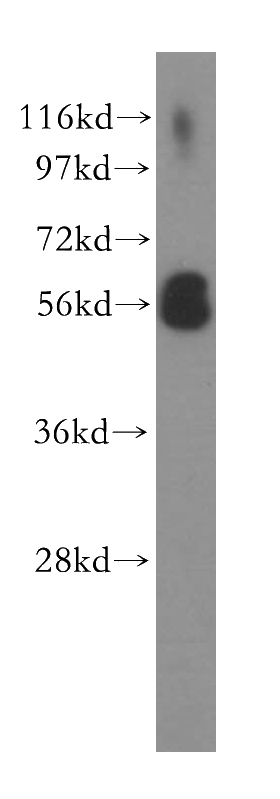 HeLa cells were subjected to SDS PAGE followed by western blot with Catalog No:112561(MCRS1 antibody) at dilution of 1:500