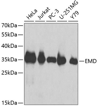 Western blot - EMD Polyclonal Antibody 