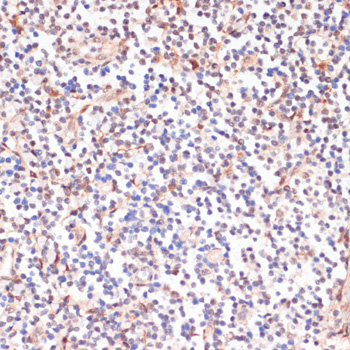 Immunohistochemistry - Phospho-PEA15-S104 pAb 