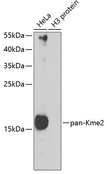 Western blot - Pan DiMethyl-lysine pAb 
