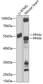 Western blot - PPAN Polyclonal Antibody 