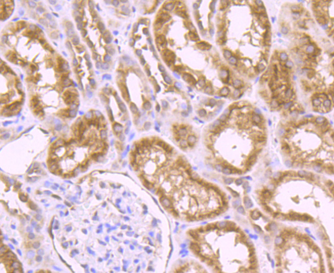 Fig8: Immunohistochemical analysis of paraffin-embedded human kidney tissue using anti-Nesprin 1 antibody. Counter stained with hematoxylin.