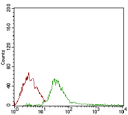 Fig6: Flow cytometric analysis of Jurkat cells with DIS3L2 antibody at 1/100 dilution (green) compared with an unlabelled control (cells without incubation with primary antibody; red).