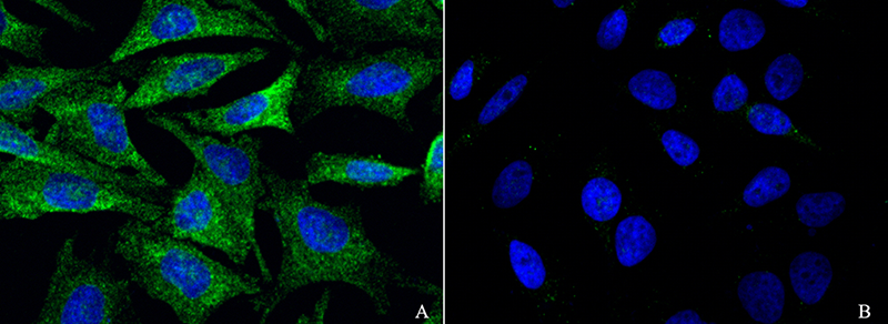 GRIK2 Antibody, Rabbit PAb, Antigen Affinity Purified, Immunofluorescence