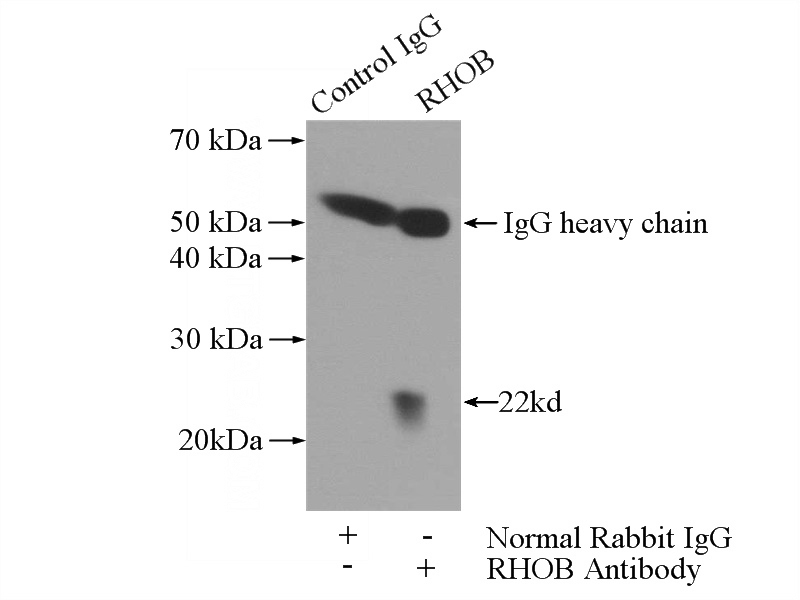 IP Result of anti-RHOB (IP:Catalog No:114658, 3ug; Detection:Catalog No:114658 1:2000) with HeLa cells lysate 2800ug.
