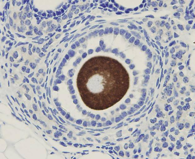 Fig1: Immunohistochemical analysis of paraffin-embedded mouse ovary tissue using anti-OOEP antibody. Counter stained with hematoxylin.