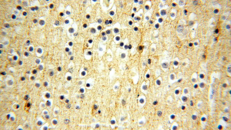Immunohistochemical of paraffin-embedded human brain using Catalog No:110757(FXYD6 antibody) at dilution of 1:100 (under 40x lens)