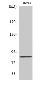 Fig1:; Western Blot analysis of various cells using Photomedin-2 Polyclonal Antibody