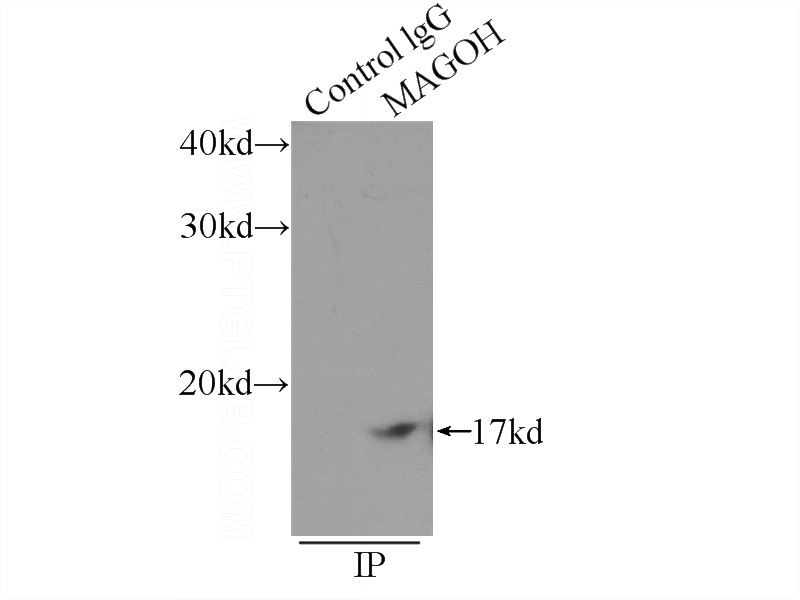 IP Result of anti-MAGOH (IP:Catalog No:112455, 3ug; Detection:Catalog No:112455 1:500) with K-562 cells lysate 2400ug.