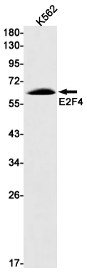 Western blot detection of E2F4 in K562 cell lysates using E2F4 Rabbit mAb(1:1000 diluted).Predicted band size:44kDa.Observed band size:65kDa.