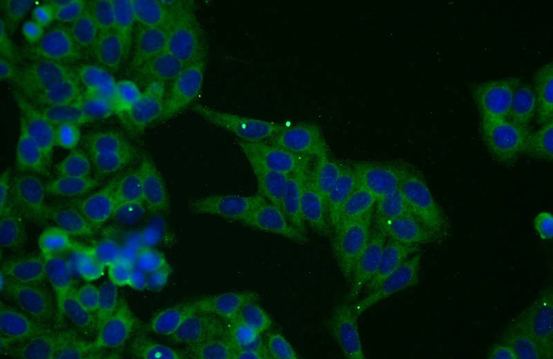 Immunofluorescent analysis of HepG2 cells using Catalog No:109815(CYTSA Antibody) at dilution of 1:25 and Alexa Fluor 488-congugated AffiniPure Goat Anti-Rabbit IgG(H+L)