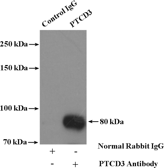 IP Result of anti-PTCD3 (IP:Catalog No:114261, 4ug; Detection:Catalog No:114261 1:600) with HEK-293 cells lysate 3600ug.