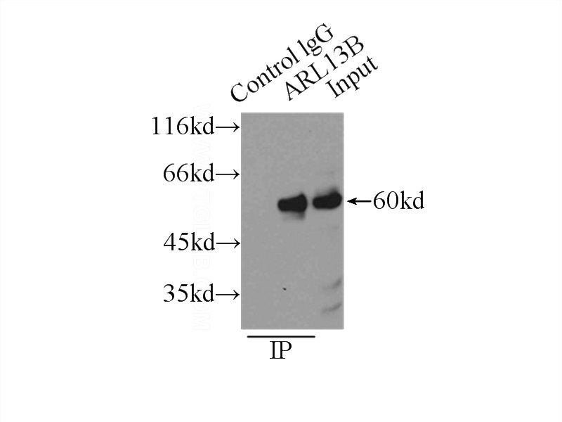 IP Result of anti-ARL13B (IP:Catalog No:108196, 3ug; Detection:Catalog No:108196 1:1000) with L02 cells lysate 2500ug.