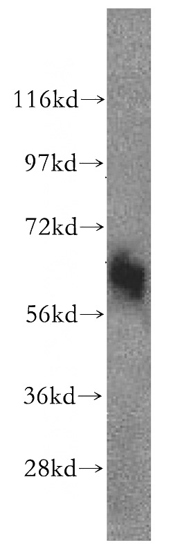 HeLa cells were subjected to SDS PAGE followed by western blot with Catalog No:115377(SLC43A1 antibody) at dilution of 1:0