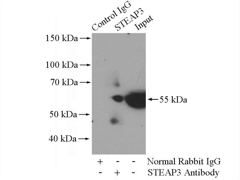 IP Result of anti-STEAP3 (IP:Catalog No:115705, 4ug; Detection:Catalog No:115705 1:700) with C6 cells lysate 1000ug.