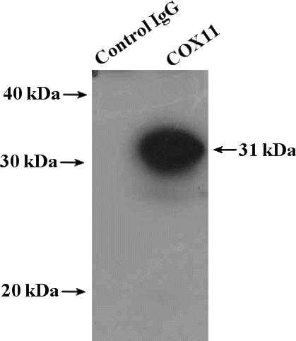 IP Result of anti-COX11 (IP:Catalog No:109483, 4ug; Detection:Catalog No:109483 1:1000) with mouse liver tissue lysate 4400ug.