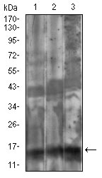 Western blot analysis using FSHB mouse mAb against Cos7 (1), HepG2 (2), HEK293 (3) cell lysate.
