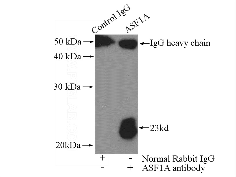 IP Result of anti-ASF1A (IP:Catalog No:108222, 4ug; Detection:Catalog No:108222 1:800) with HEK-293 cells lysate 2800ug.